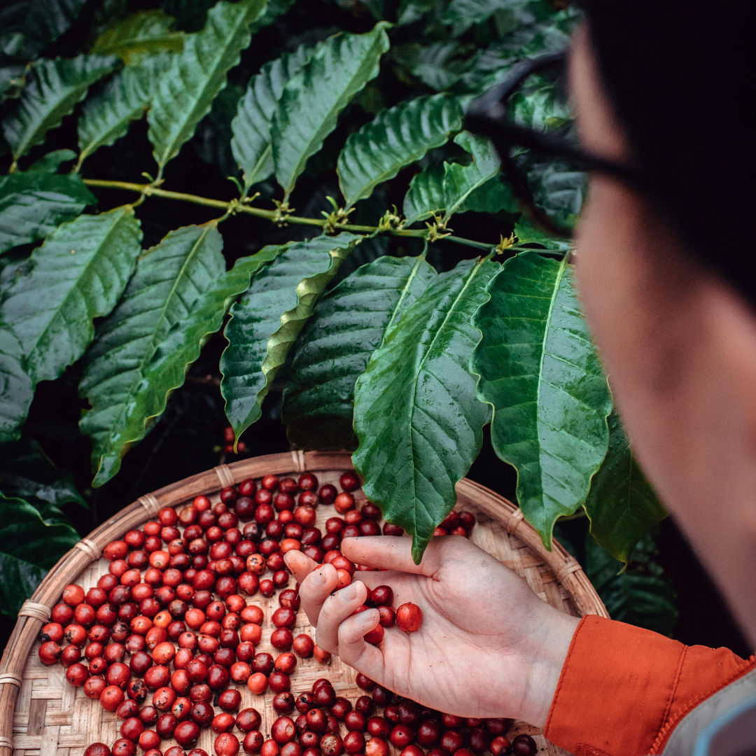 Espresso Coffee Beans - Medium Roast | 100% Arabica, Freshly Roasted