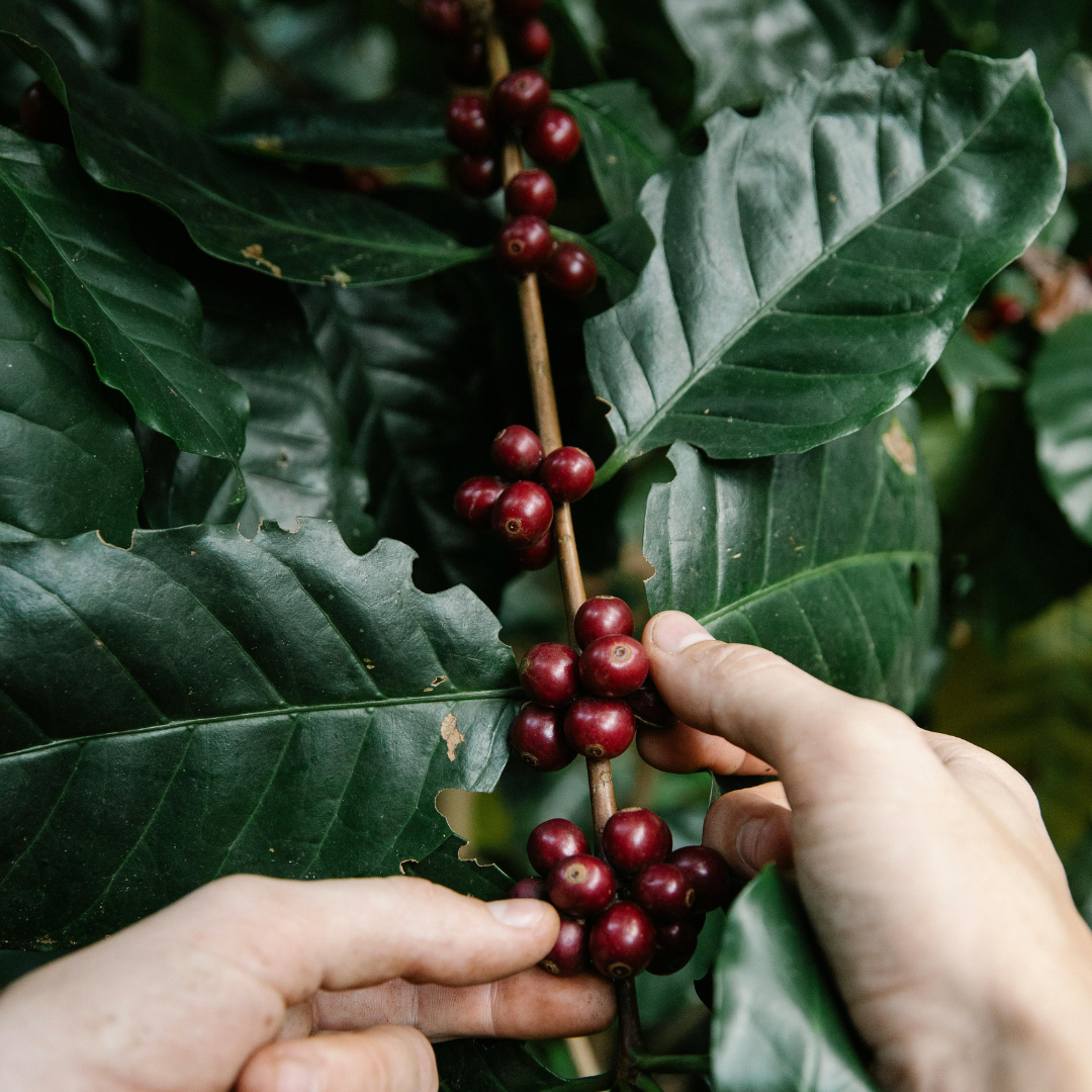 Espresso – Medium Roast Coffee Beans 100% Arabica